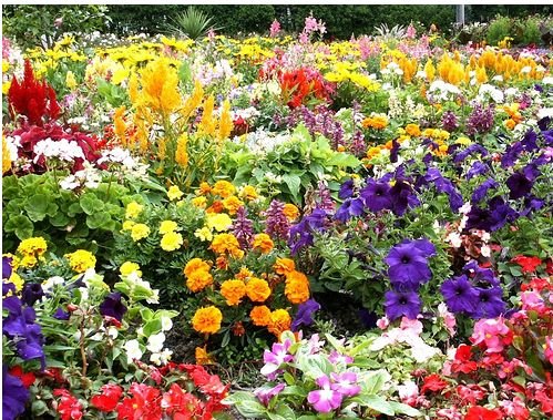 MM - Plant A Seed - Colored Flower Bed