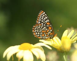 Blog - Butterfly