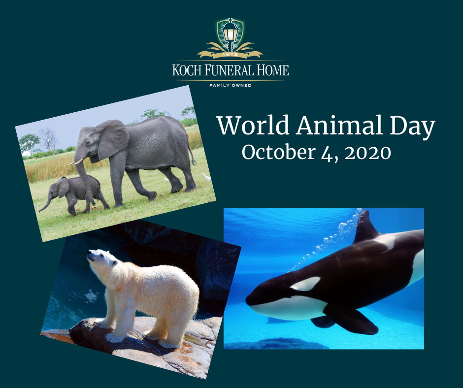 October 4 2020 - World Animal Day