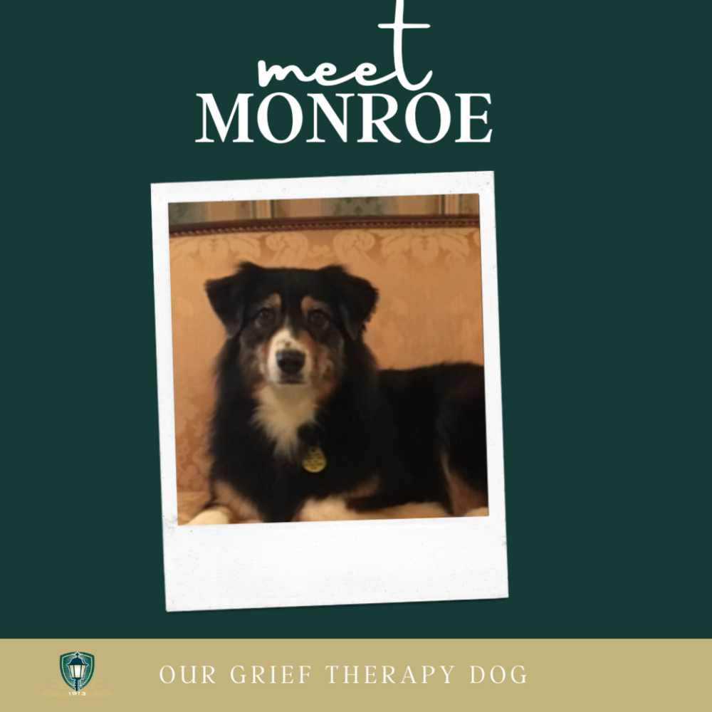 August 26 2022 - Meet Monroe - International Dog Day - Our Grief Therapy Dog 