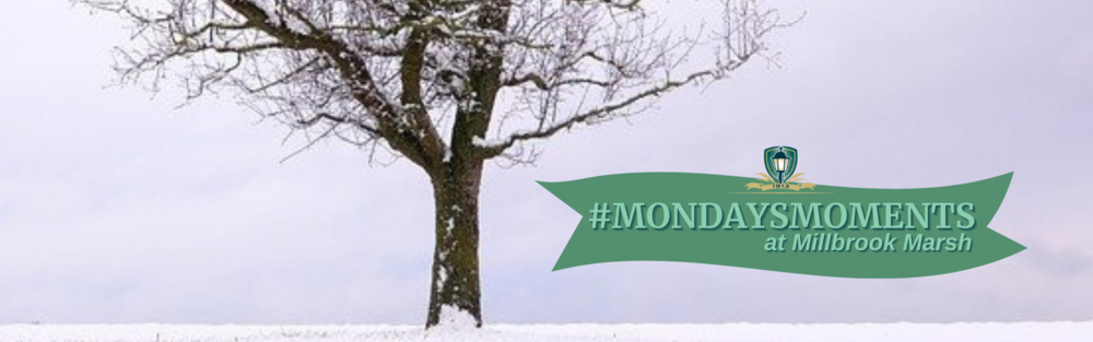 February 27 2023 - #MondaysMoments at Millbrook Marsh